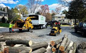Best Hazardous Tree Removal  in New Castle Northwest, PA