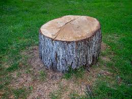 Best Tree Removal  in New Castle Northwest, PA