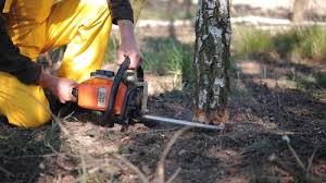 Best Tree Disease Treatment  in New Castle Northwest, PA