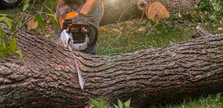 Best Stump Grinding and Removal  in New Castle Northwest, PA