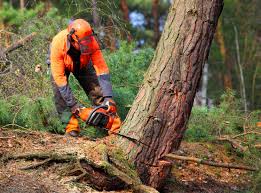 Best Tree Maintenance Programs  in New Castle Northwest, PA