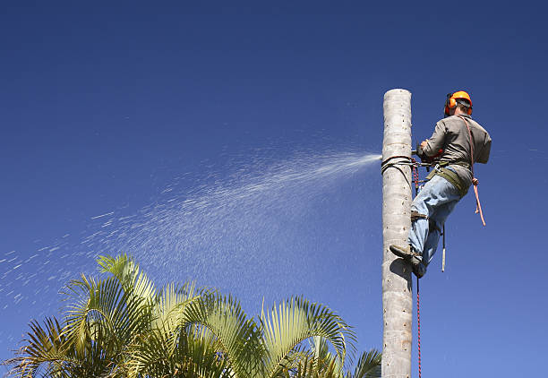 Best Fruit Tree Pruning  in New Castle Northwest, PA