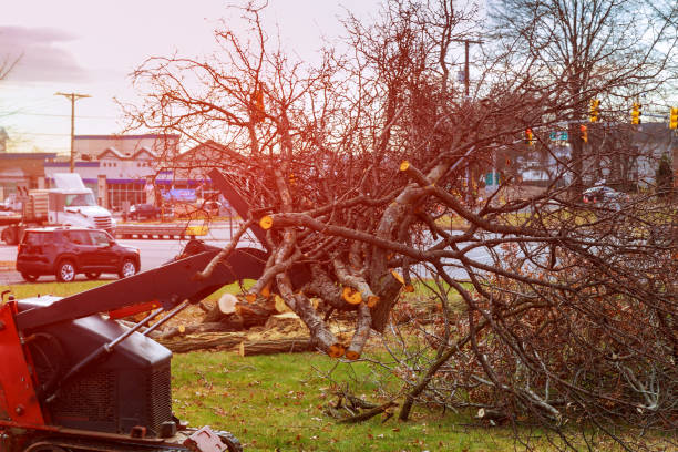 Best Tree and Shrub Care  in New Castle Northwest, PA
