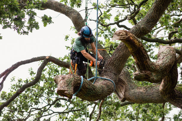 Best Root Management and Removal  in New Castle Northwest, PA