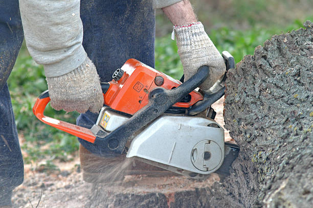 Reliable New Castle Northwest, PA Tree Care Solutions